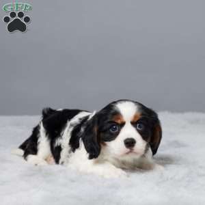Newton, Cavalier King Charles Spaniel Puppy